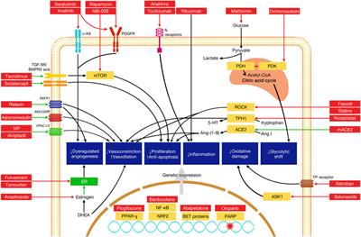 Novel and emerging therapies in pulmonary arterial hypertension